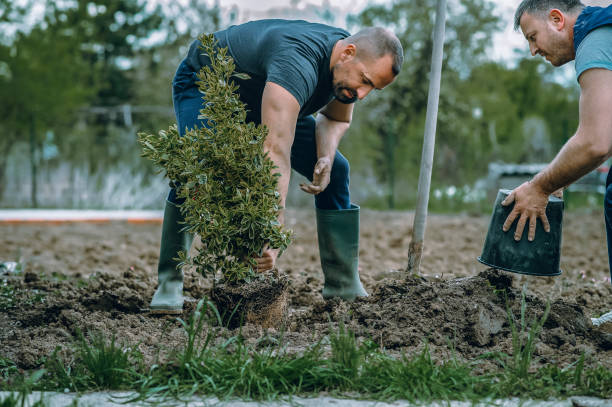 Limon, CO Tree Removal Company